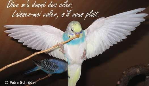 Dieu m'a donn&eacute; des ailes...