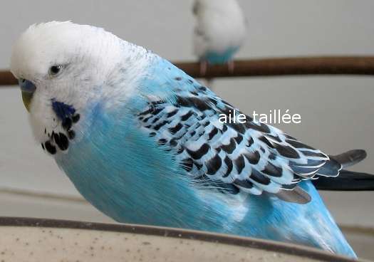 Aile taill&eacute;e