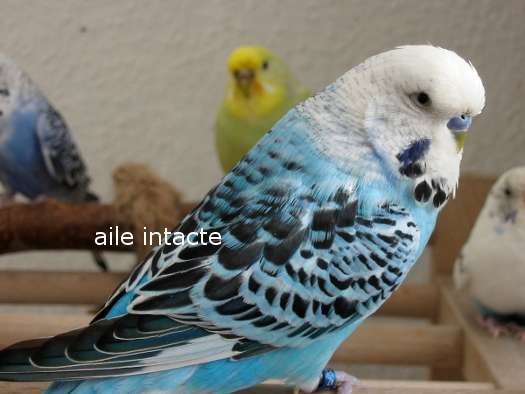 Aile intacte