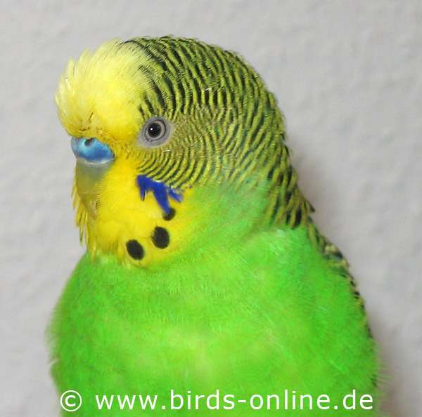 Birds Online General Facts About Budgies English Budgies
