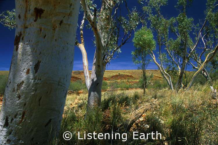 Birds Online General facts about budgies Budgie sounds from