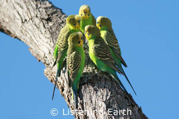 Birds Online General Facts About Budgies Budgie Sounds