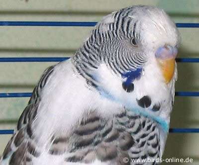 male Budgie