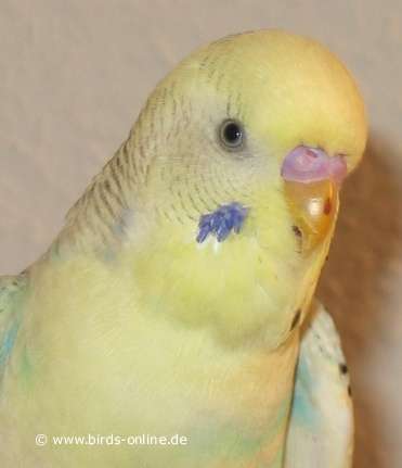male Budgie