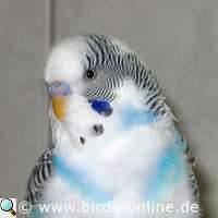 Male budgie