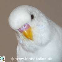 Male budgie