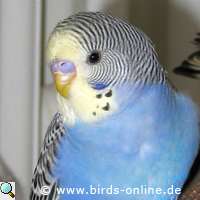 Young male budgie