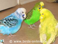 Maia und ihre beiden Verehrer