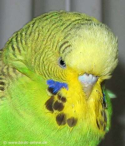 Female budgie