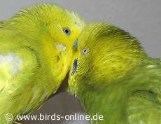 Heftiges Flirten