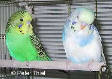 Sweety & Tweety