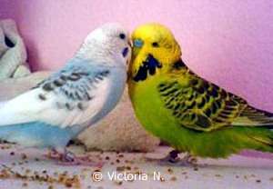 Fleur and Mecces in love