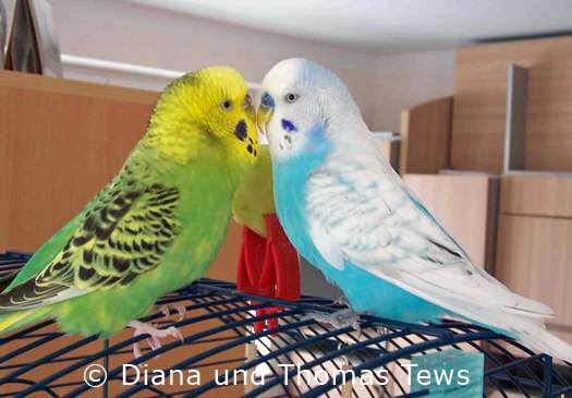 Lotti and Willi