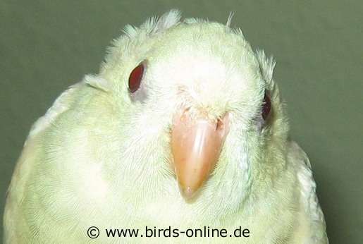 Augen eines Katharinasittichs