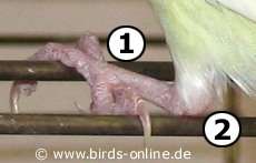 Sprunggelenk und Fu&szlig;