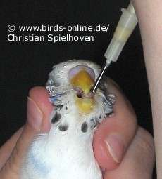 Zwangsern&auml;hrung per Kropfsonde