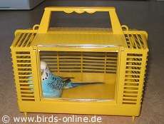 Wellensittich in einer Transportbox