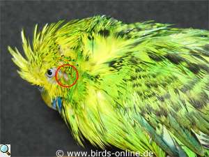 Budgie anatomy: ears - Health and diseases - Birds Online