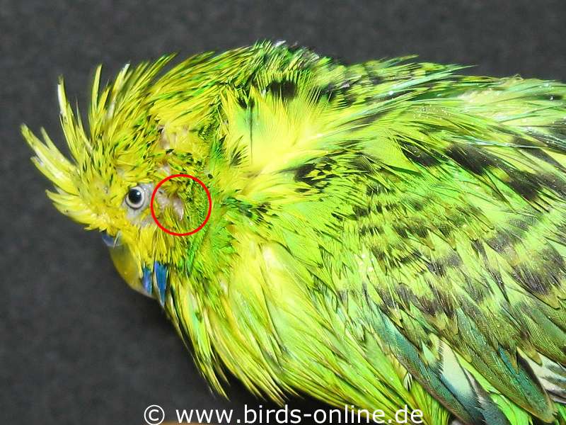 Budgie anatomy: ears - Health and diseases - Birds Online