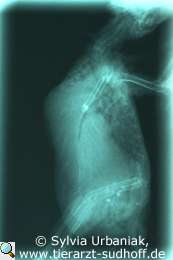 R�ntgenbild eines Wellensittichs