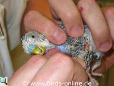 Ein Wellensittich wird vom Tierarzt untersucht