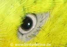 Augen-Federkranz eines Wellensittichs