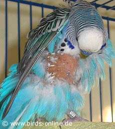 budgie feather plucking