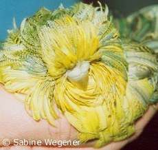 Featherduster
