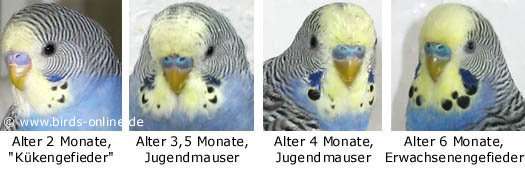 Verlauf der Jugendmauser bei einem M&auml;nnchen