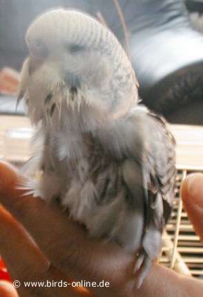 An PBFD erkrankter Jungvogel