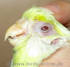 Augenentzundung Konjunktivitis Vogelgesundheit Birds Online