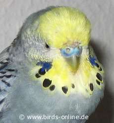 Aufgegaster Kropf