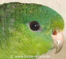 Fremdk�rper in der Nase