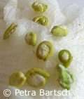 Ver�nderter Kot