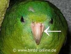 Schnabelrille