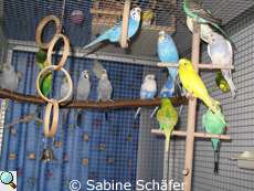 Infizierter Vogelschwarm