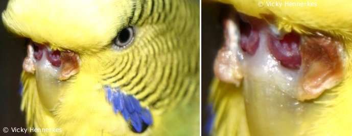 This budgie's cere has been destroyed by scaly face mites