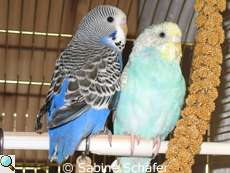 Fly und Trixie bei ihrer Ankunft