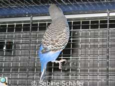 Fly litt an einer schweren Gefiederst�rung