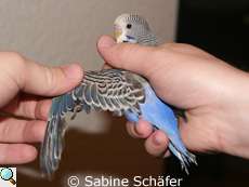Flys ausgebreitete Schwinge