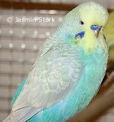 Jeffrey