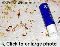 Roundworms in comparison with a lip gloss