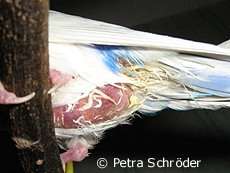 Bauchwassersucht beim Wellensittich