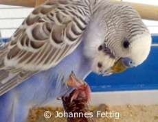 Vogel mit Beinbruch