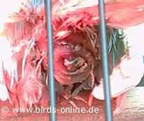 Nach einem Oviduct prolapse