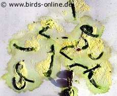 Kot eines leberkranken Wellensittichs