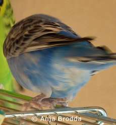 Die Eileiterentz�ndung ist abgeheilt