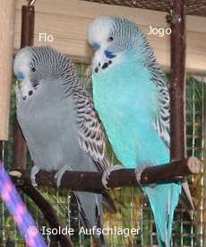 Flo und Jogo