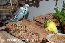 Flo und seine Freunde