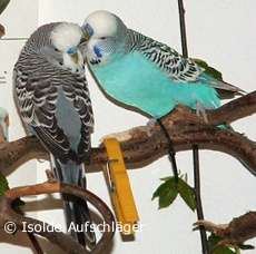 Flo und Jogo